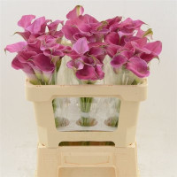 Zantedeschia Capt Solo 510/30