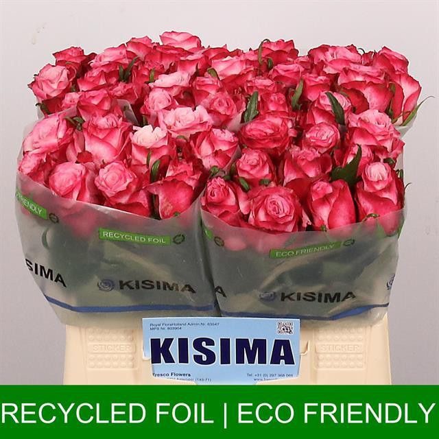 Rose No Limit 60 sm