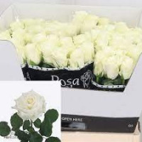 Rose Alpe Dhuez 40 sm