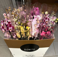 Phal 2 Bonito 10kleuren Mix 12/75