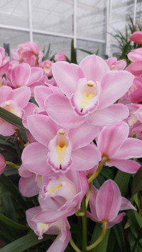 Cymbidium Pink 12/45