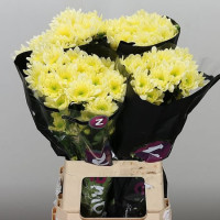 Chr T Radost Yellow X5