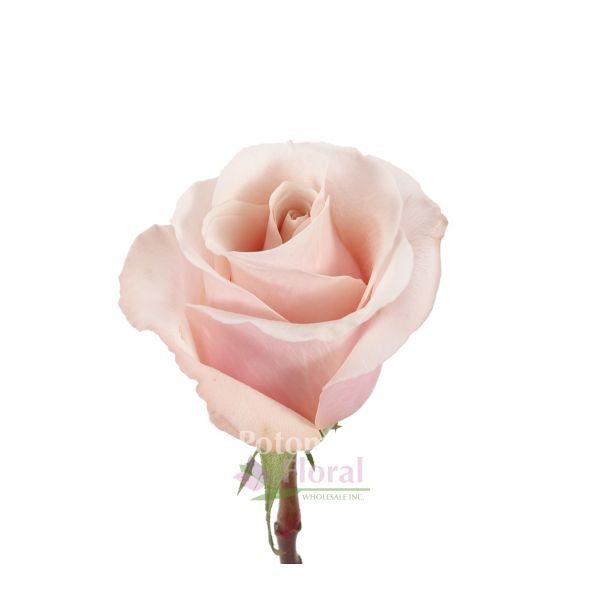 Rose Pink Pearl 60 sm
