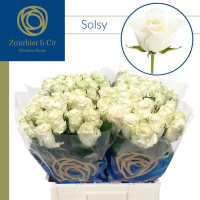Rose Solsy 40 sm