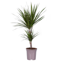 Dracaena Marginata 2pp 17/75
