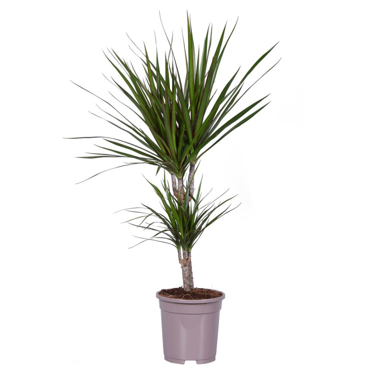Dracaena Marginata 2pp 17/75