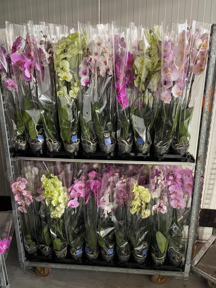 Phal A2 2-tak Bernhard Mix 12/55