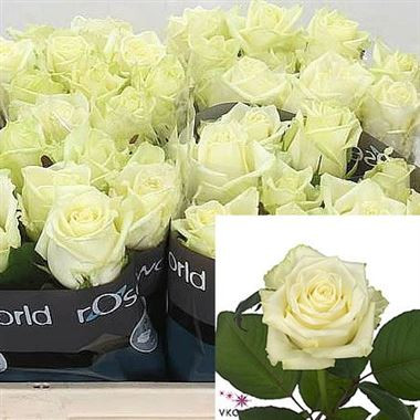 Rose White Naomii 55 sm