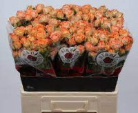 Spray Juice Sensat 50 sm