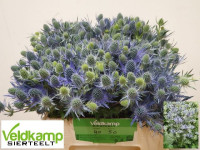 Eryngium X10