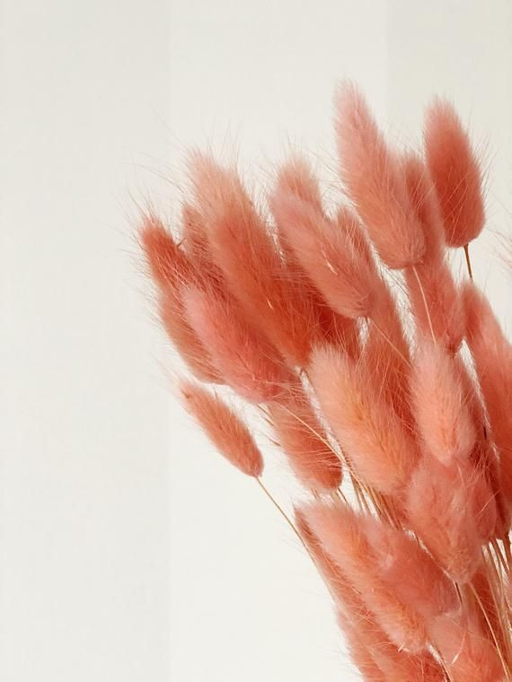 Lagurus Salmon 70 cm Holland