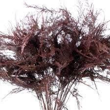Asparagus Kort Bordeaux 45 sm X 50