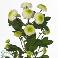 Chr T Feeling White / Furore