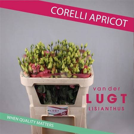Eust G Cor Apricot Van Der Lught