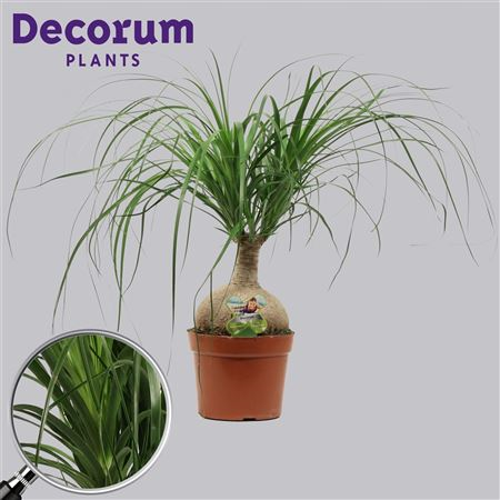 Beaucarnea Bol 17 Cm (decorum)