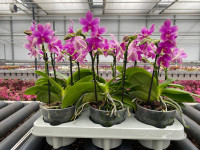 Phal 2/3-tak Opti-flor Geurende Pastel Yellow 12/45