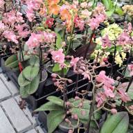 Phal 2/3-tak Opti-flor Geurende Pastel Yellow 12/45 - зображення_viber_2025-05-09_17-25-20-421