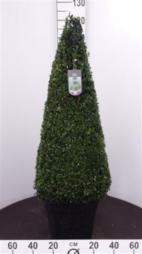 Buxus Semp Piramiden