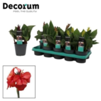 Canna Cannova 12cm Mix Met Bloem