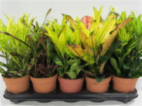 Codiaeum Gemengd