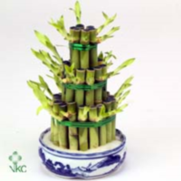 Drac Lucky Bamboo Triangle