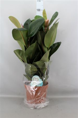 Ficus Elastica 'robusta'