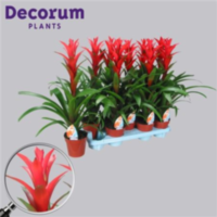 Guzmania Ostara Rood (decorum)