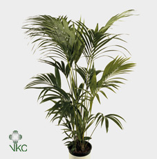 Howea Forsteriana 12pp
