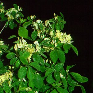 Lonicera Mix