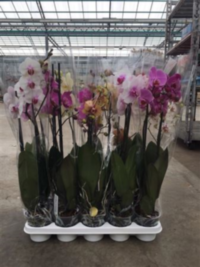 Phal 2-tak Etiket Ter Laak (limited)