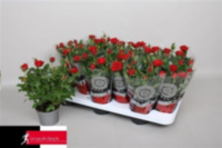 Rosa Grande Kordana Red (grower)
