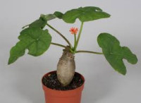 Jatropha Multifida 24/100