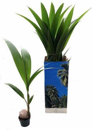 Cocos Nucifera 19/150