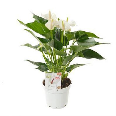 Anthurium Vanilla 14/45