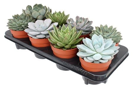 Echeveria 12/18