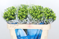 Hypericum Magical Green 40sm X25