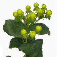 Hypericum Magical Green 40sm X25 - fbd21be6f30462f965da2d9b3bff8734