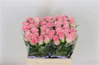 Rose Seductive 70 sm