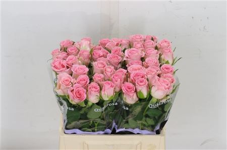 Rose Seductive 70 sm