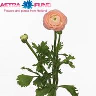 Ranunculus Elegance Pic Holland - watermarked_ranunculus-asiaticus-elegance-pastel_1495020283