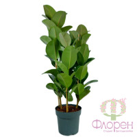 Ficus El Robusta 27/100