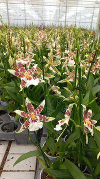 Cambria Burra Nelly Isler Mix 1-tak 12/55