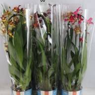 Cambria Burra Nelly Isler Mix 1-tak 12/55 - cf0e41f9-1310-4c16-88f0-af7eb9f85513