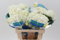 Hydr S White Select X5 - 60cm