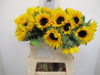 Helianthus (Подсолнух) Sunrich Provenc Holland