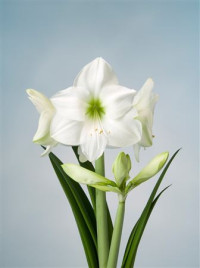 Hippeastrum S Rapido Holland