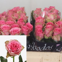 Rose Lovely Rhodos 60 sm