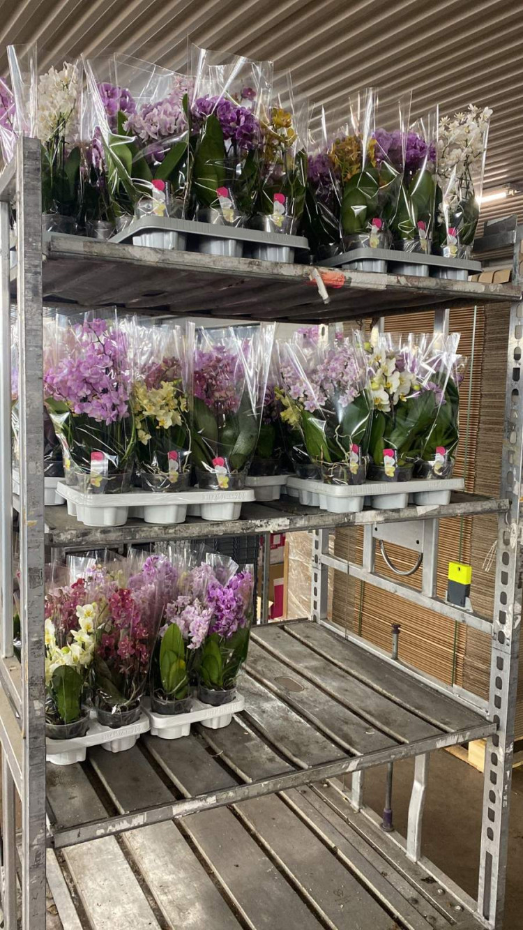 Phal A2 Duijn-Hove Multiflora Mix 12/35