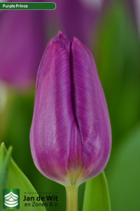Tulp En Purple Prince Holland