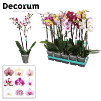 Phal A2 2-tak Decorum Mix 12/65